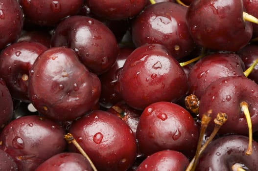 Bunch of Fresh Cherries sprinkled with water drops.