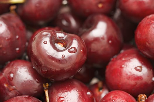 Bunch of Fresh Cherries sprinkled with water drops.