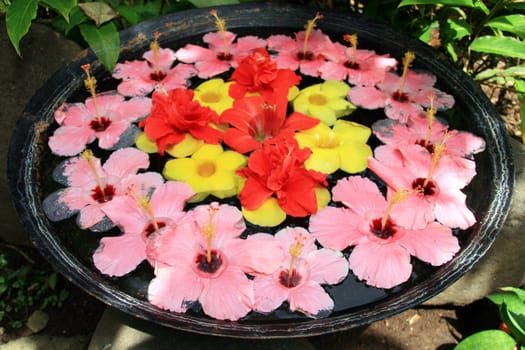 gumamela flower arrangement on a basin of water
