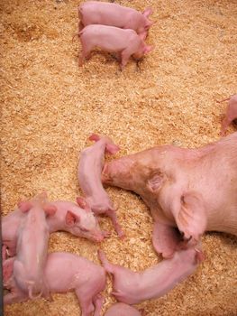 A group of little piglets scurrying around near their mother.
