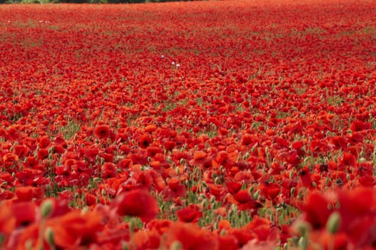 A field of poppies in the Kent countryside