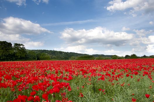 A field of poppies in the Kent countryside