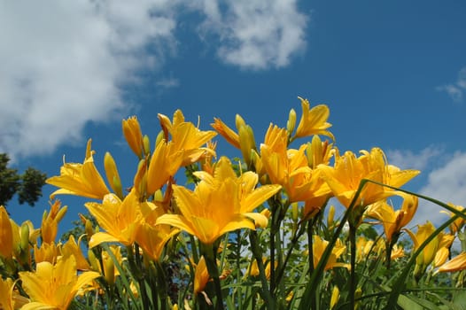 yellow daylily against background of blue sky