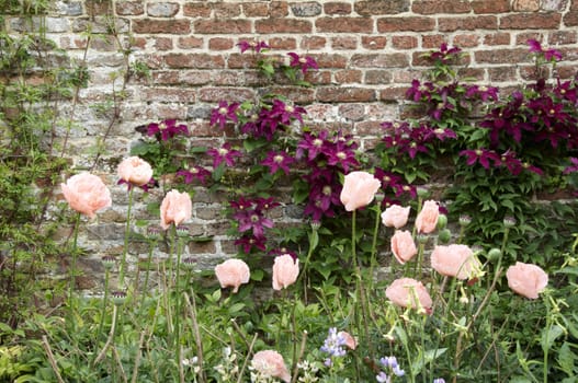 Clematis and pink poppy's with a brick wall in the background