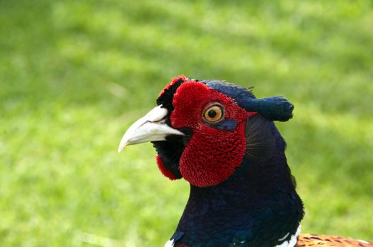 A Pheasant with grass in the background