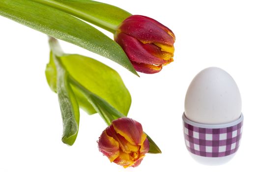 egg and tulips in spring