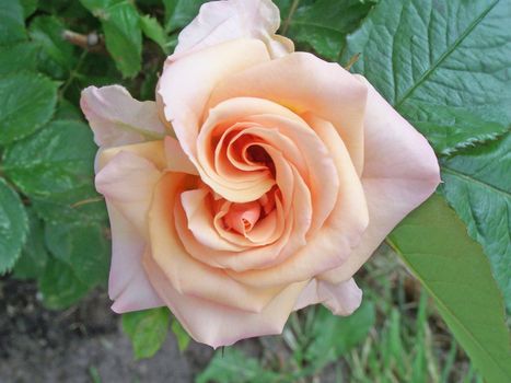 Close up of the rose blossom.