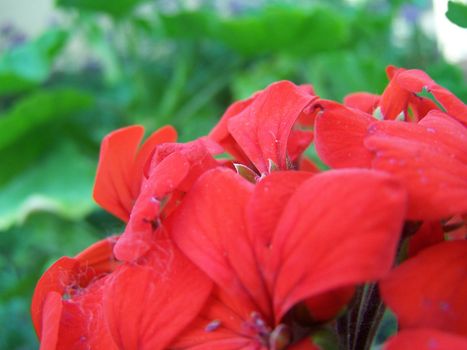 Close up of the red phlox blossom.