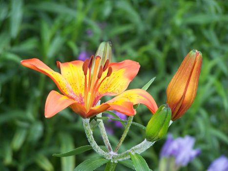 Close up of the orange colored blossom.