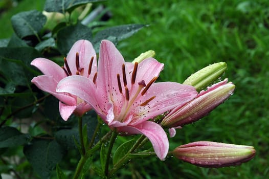 pink  lilys in the garden