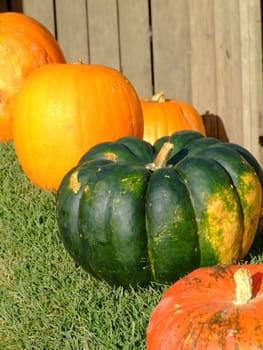 Different size and color pumpkins on green grass