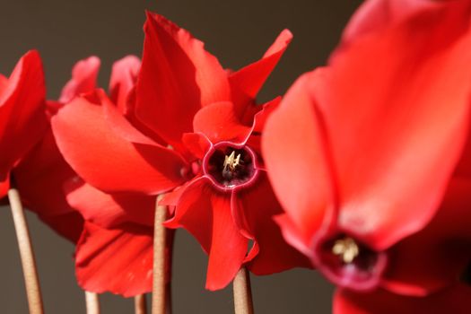 Close-up of cyclamen