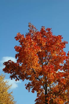 Maple against background of blue sky.