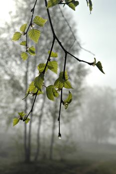 Branch, May, fog