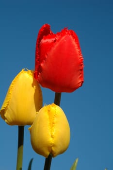 The red and yellow tulips against background of blue sky.