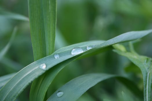 Drops of a rain on a grass.