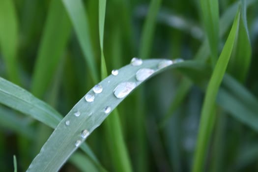 Drops of a rain on a grass.