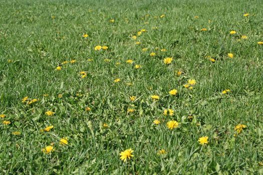 Lawn in a sunny day