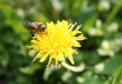 The bee sits on a yellow dandelion.