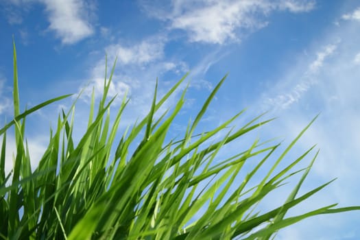 Grass on a background of the blue sky