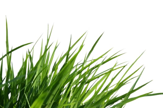 Grass on a white background 