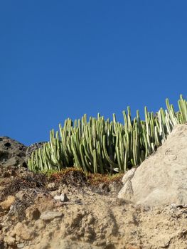 Some Cacti goring on some cliffs in Gran Canaria.