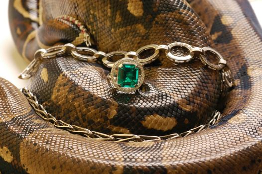 Brown snake with modern jewelrys 3