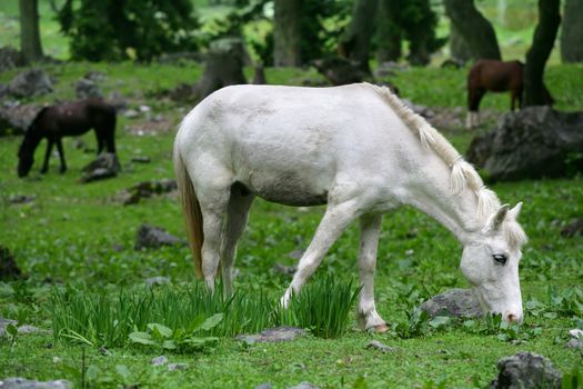 White horse grazing in a forest in the Himalayas.
