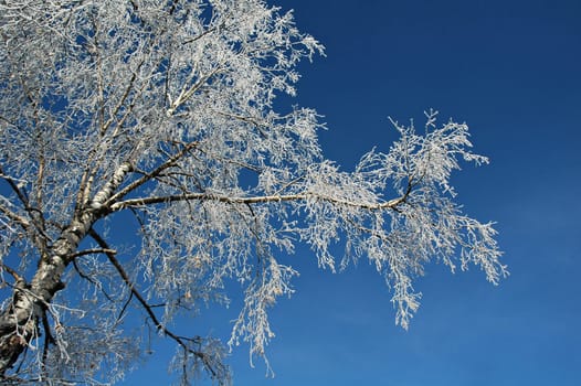 Birch and rime against background of blue sky.