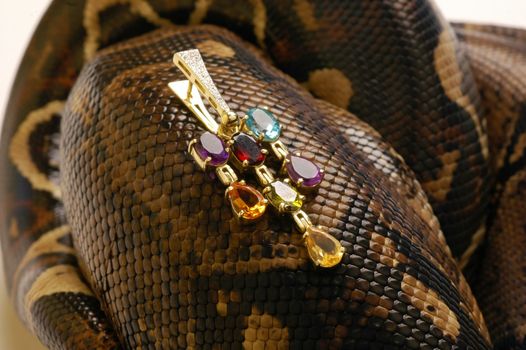 Brown snake with modern jewelrys 5