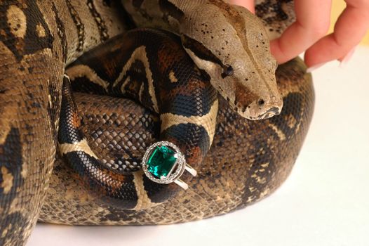 Brown snake with modern jewelrys 6