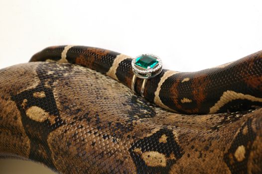 Brown snake with modern jewelrys 8