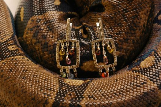 Brown snake with modern jewelrys  9