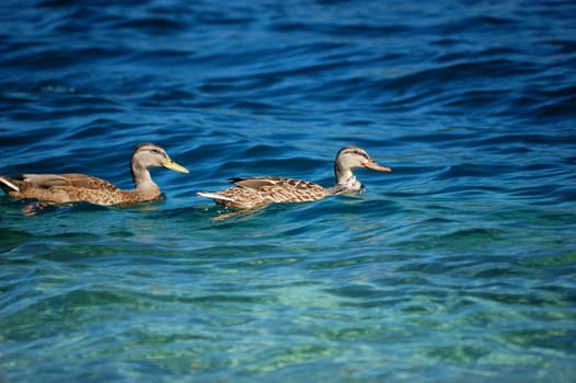 goose pair in the Orta lake water, Italy