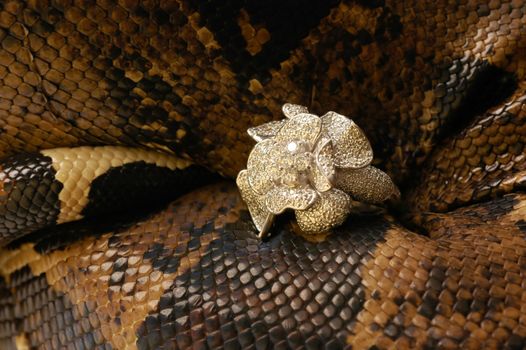 Brown snake with modern jewelrys 12