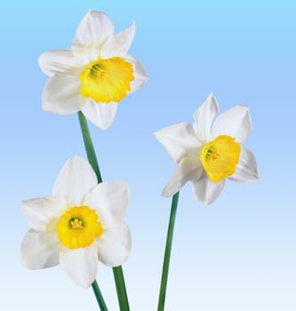 White spring narcissus over blue sky