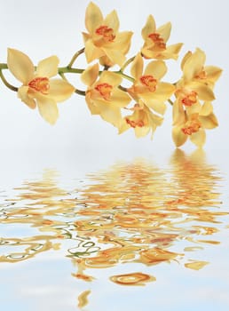 Orchids bounce in the water