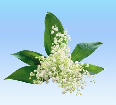 The white spring flowers over blue