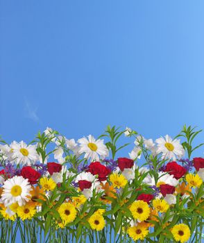 The spring flowers over blue sky
