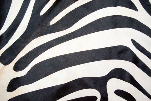 Zebra - The drawn textural background