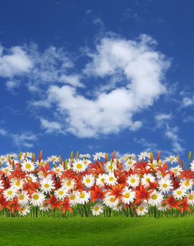The spring flowers over blue sky