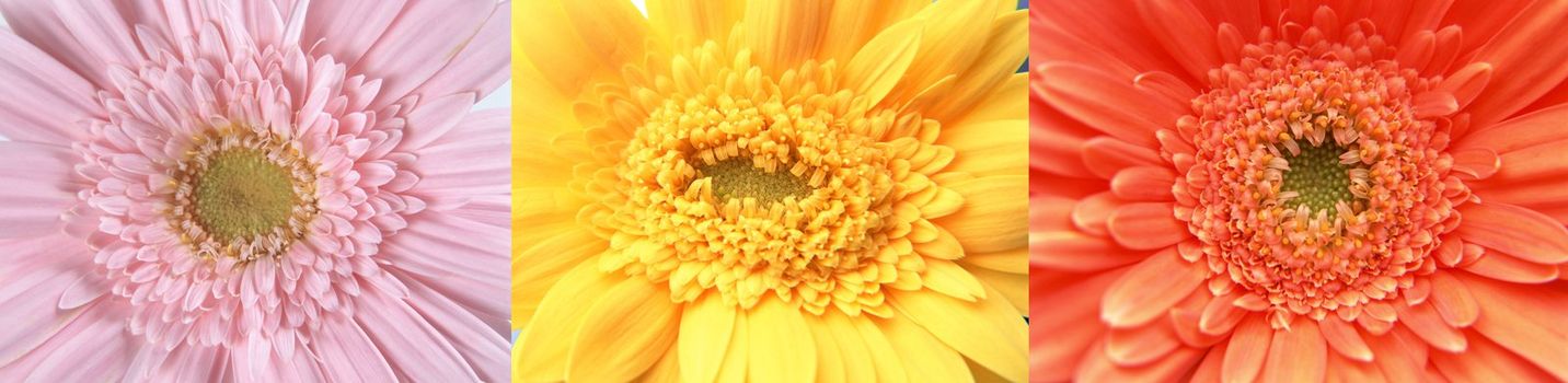 The 3 gerberas close-up