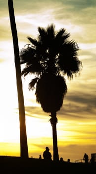 Vertical panoramic scene of palm trees at sunset in Venice beach California