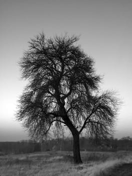 the tree alone in the field, black and white