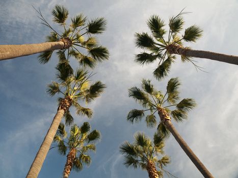Palm trees against blue sky with clouds in the city of Los Angeles