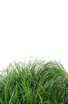 green grass