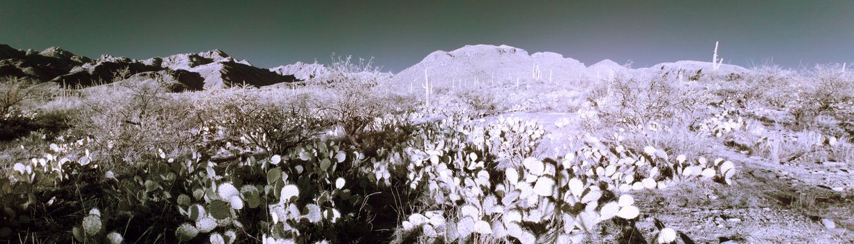 Infrared panoramic view of the desert in  Sabino Canyon in Tucson Arizona