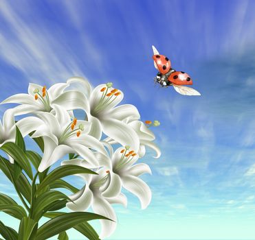 Lady-bug and lily