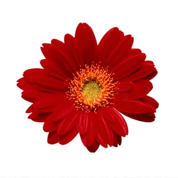 The red daisy over white