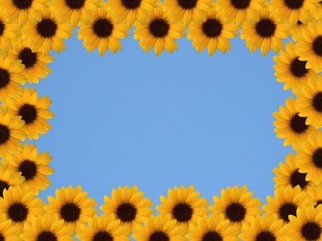 sunflowers frame